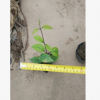 龙吐珠杯苗 大宗藤本植物批发