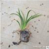 基地直供盆栽大花萱草 观花地被植物金花娃娃草