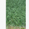 沿阶草 叶色常绿 庭院地被植物
