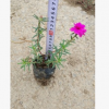 太阳花 时花基地批发