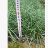 沿阶草 叶色常绿 庭院地被植物