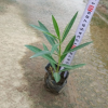 群植片植皆可夹竹桃