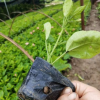 吊钟大红花 花地直销