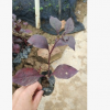 大叶红草 小苗基地批发