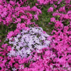 苗圃提供 朱樱花 萧山基地直销 瓜子黄杨小苗 各种规格