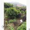 含笑球 萧山基地直销含笑球 各种规格球类 绿化工程 大量批发