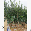 无刺构骨球 无刺构骨毛球 各种绿化工程 品种齐全 萧山基地直销