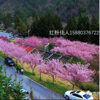台湾红粉佳人 广州樱 耐热樱花苗木