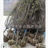 红梅 萧山基地直销 红梅 腊梅 茶梅 各种规格 绿化工程 大量批发