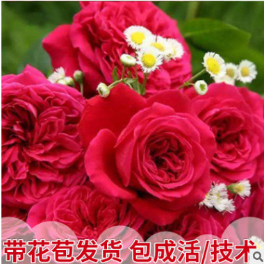 产地直销大盆栽月季庭院灌木爬藤园艺绿植花卉蔷薇玫瑰3年生盆花