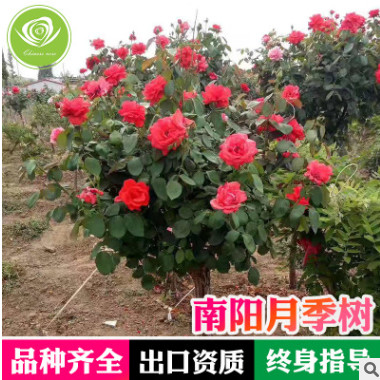 南阳树状树桩古桩嫁接月季工程绿化小区园林植物大花高杆月季树