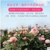 棒棒糖月季厂家直销树状月季花欧洲月季庭院植物盆栽爬藤月季园艺