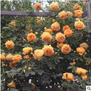 基地专供批发出售园林绿化树状大花月季 当年开花树桩月季盆景