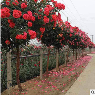 南阳宛北月季厂家批发价格树状月季品种大全专业供应树状月季花球