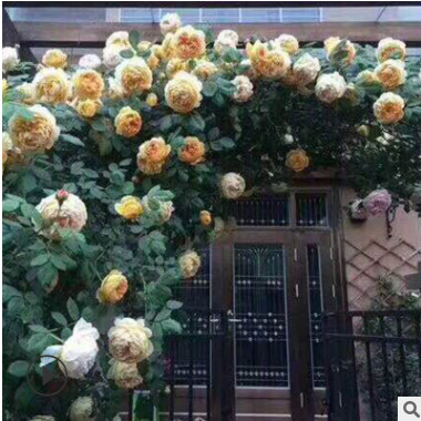 供应当年开花树形桩玫瑰树形月季花庙 盆栽垂直绿化树状大花月季