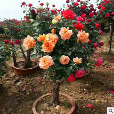 多年年开花月季花苗盆栽/树状月季花苗/树状月季 盆栽月季树
