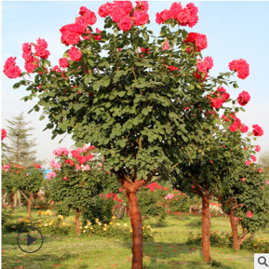 树状月季 批发 月季树 庭院别墅美化 高杆月季树道路小区绿化多色