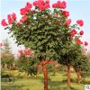 树状月季 批发 月季树 庭院别墅美化 高杆月季树道路小区绿化多色