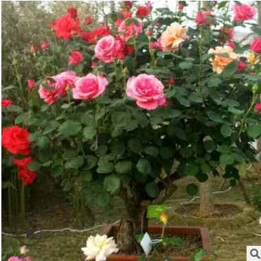 盆景树状月季月季树庭院别墅美化高杆月季树小区绿化多色批发