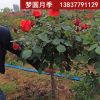 梦圆月季示范苑树状月季庭院别墅美化2-2.5公分树状月季批发