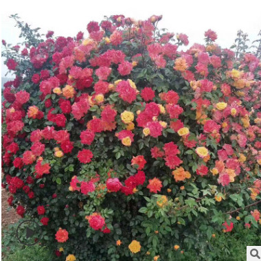 园林绿化工程苗木月季种植基地批发各类造型月季各种规格月季球