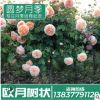 月季示范苑精品树状月季花店家居别墅欧月蔷薇鲜花树状月季批发