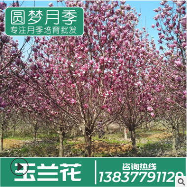 种植基地直销树干3-5cm粗 白玉兰树 庭院别墅美化小区玉兰树批发