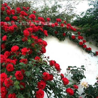 树状月季批发小区绿化多色月季树大花月季 丰华月季 映山红批发