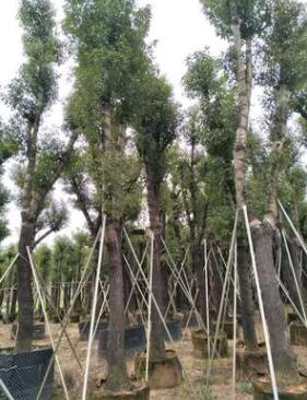 香樟树现货批发