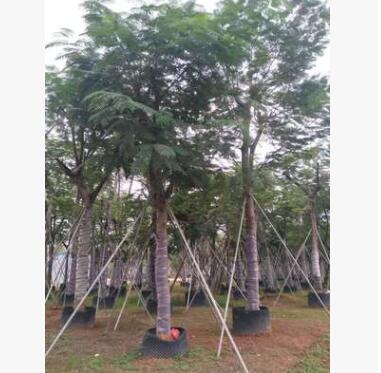 凤凰木批发 绿化苗木 移植 普宁本地产地直销