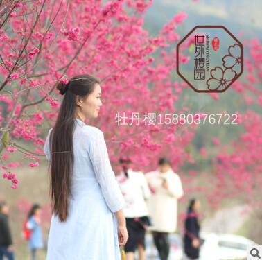 【福建世外樱园】 台湾牡丹樱八重樱 广东至江苏可适应的樱花苗木