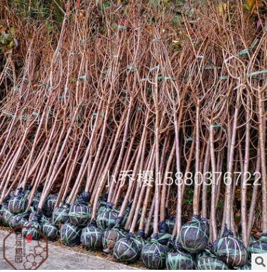 小乔樱 广东福建广西可适应的耐热白花樱花苗木