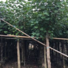 园林绿化苗木黄槿供应 多种规格移植成活率高基地直销量大从优