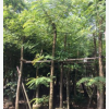 基地大量供应铁刀木绿化苗木花木自家花场直销型园艺林