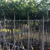 基地供应大量优质芒果树批发果树苗 芒果苗 芒果树苗