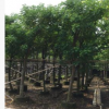 基地直销黄槐树苗 工程绿化公园风景树 优质移栽黄槐