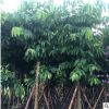 风景树大叶紫薇 园林景观绿化工乔木出售 多规格紫薇树供应