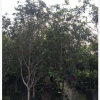 基地直销丛生四季桂 规格齐全 观赏花卉四季桂批发