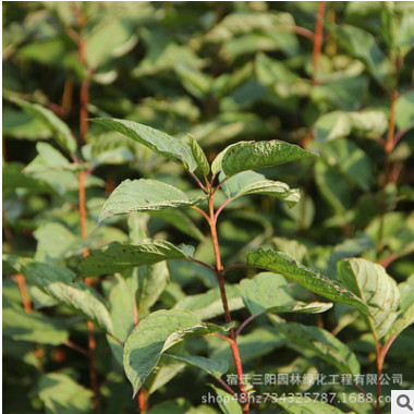 基地批发红瑞木小苗 多年生一年生红瑞木 红瑞木树苗规格齐全