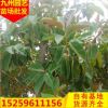 橡皮榕 规格齐全苗木基地批发。厂家直销行道庭院园林景观绿化