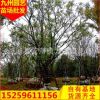 朴树移植苗 基地直供 绿化苗木工程绿化苗基地 规格全