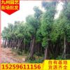 福建香樟 规格齐全苗木基地批发