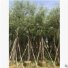 厂家直销垂柳树 孤植例植皆可垂柳 基地直销 优质 金丝垂柳