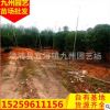 福建杨梅树批发 杨梅果树供应 庭院果树基地
