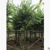 基地直销洋紫荆 苗木行道树 开花乔木道路绿化校园绿化
