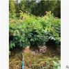 基地大量供应红绒球 园林绿化工程批发 规格齐全