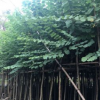 基地直销宫粉紫荆 大量批发 园林景观工程供应 规格齐全