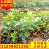 基地供应红心 芭乐嫁接苗 批发绿色景观工程园林别