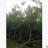 基地直销红花紫荆 洋紫荆 庭院公园风景树基地直销