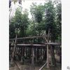 基地供应红花风铃木 常绿的风铃木树 适合行道庭院广场公园绿植